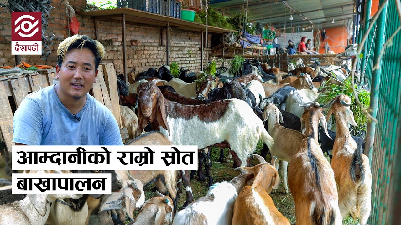 बाख्रा पालेर विदेशसरह कमाइ गर्दै विजय राई l  Goat Farming Success Story | Nepal Farkeypachi