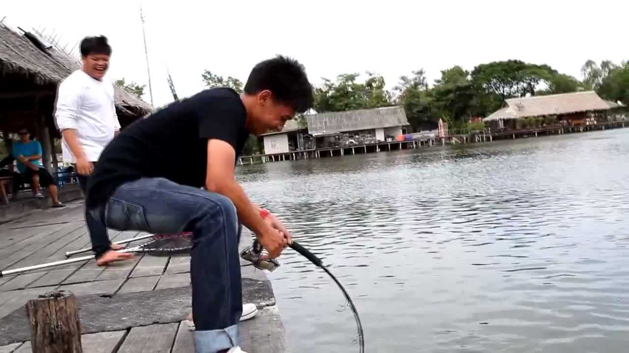 Giant Mekhong catfish at Bungsamran Fishingpark Thailand Bangkok