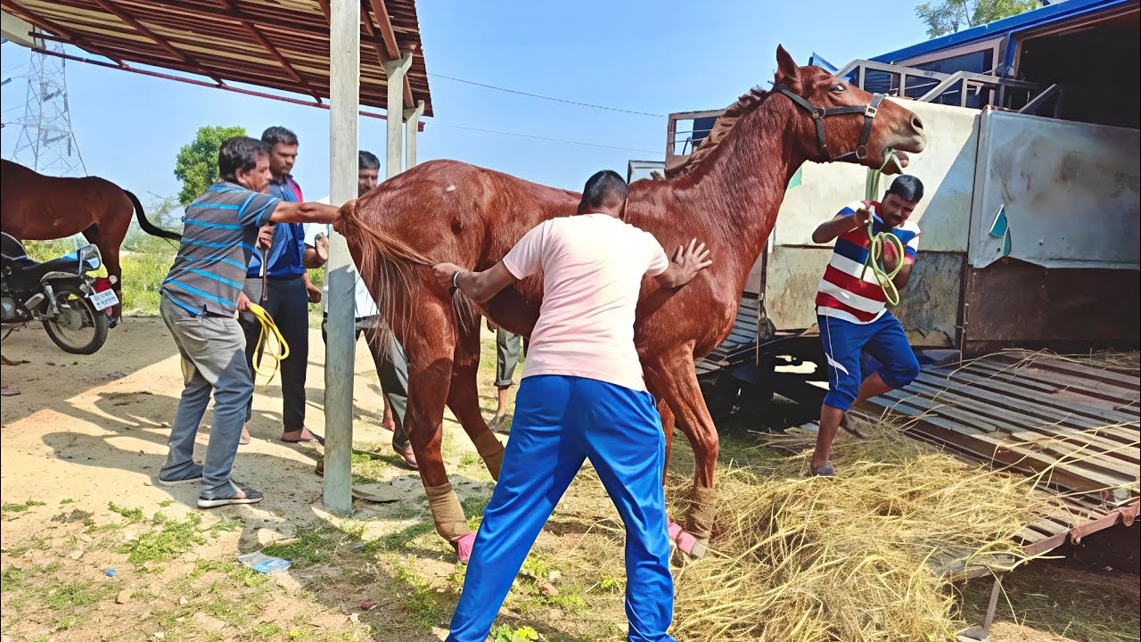 How tough to load Giant Horse in to 'Horse float'🐎🐴🐎