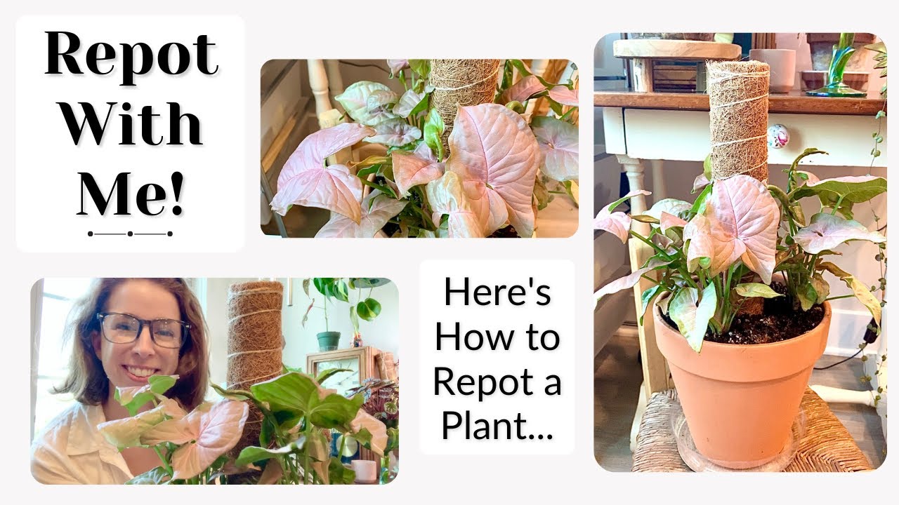 Repot with Me! Repotting 3 Pink Syngoniums 💖