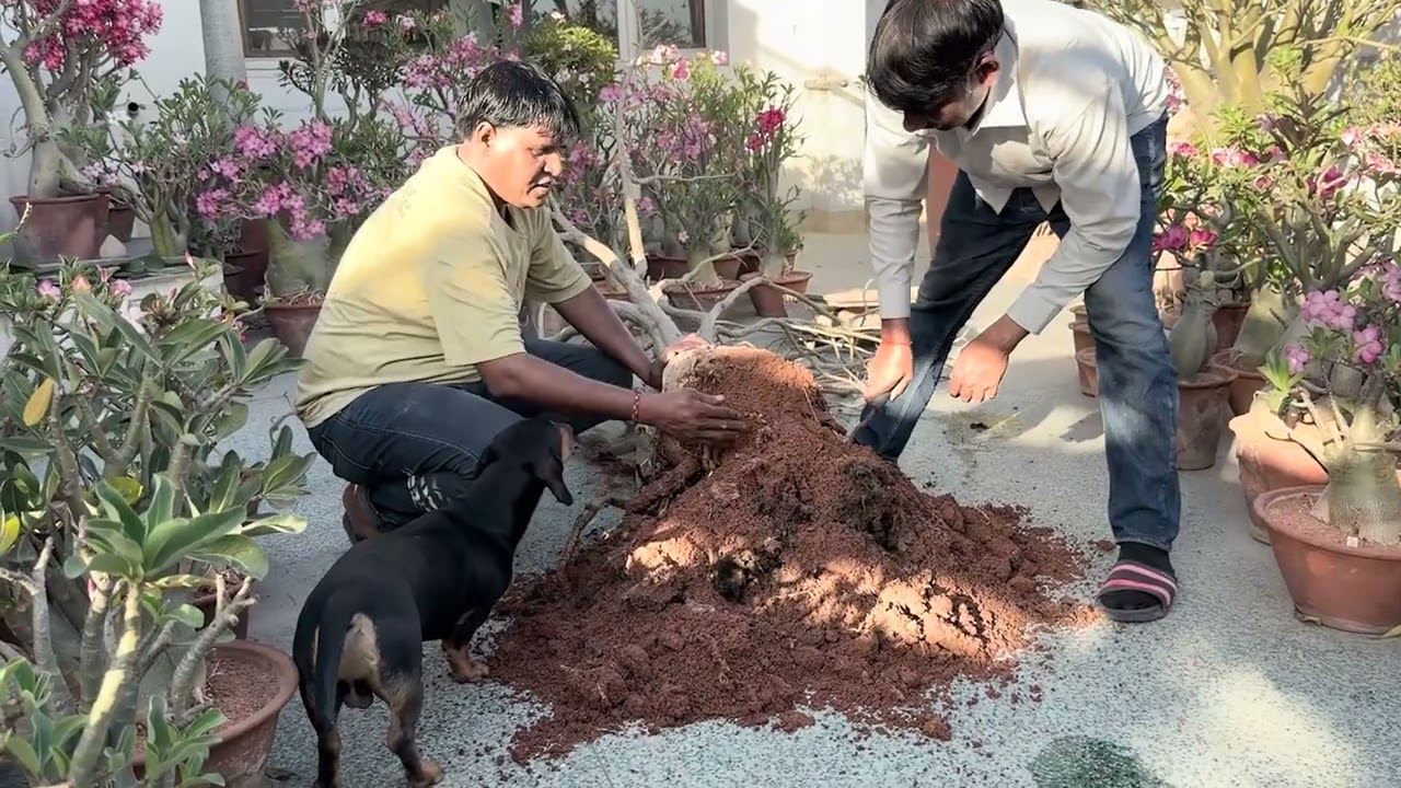 Adenium dying
