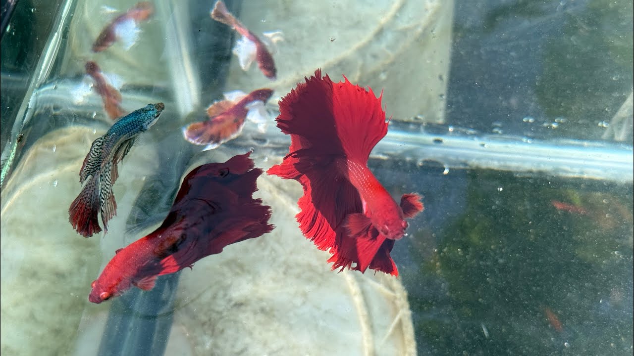 Betta Fish alien trucos que necesita saber