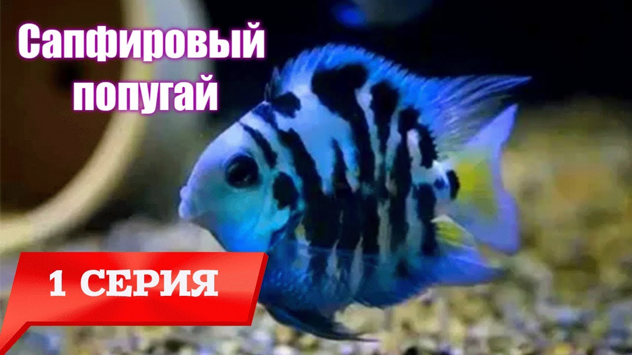 1 часть. Сапфировые попугаи. Высаживаем мальков в 120 литров. Соседи мальков