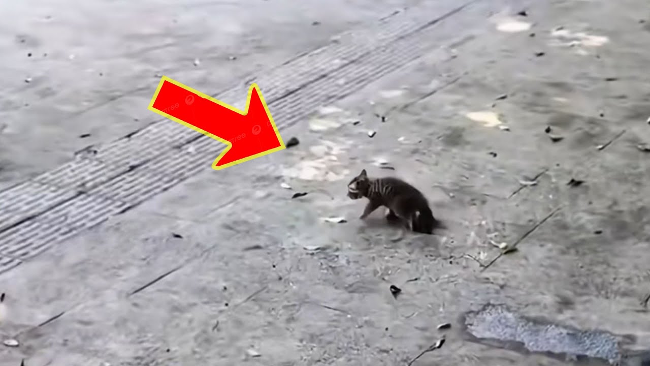 The girl cried and begged everyone to save this stray cat, then a miracle happened.