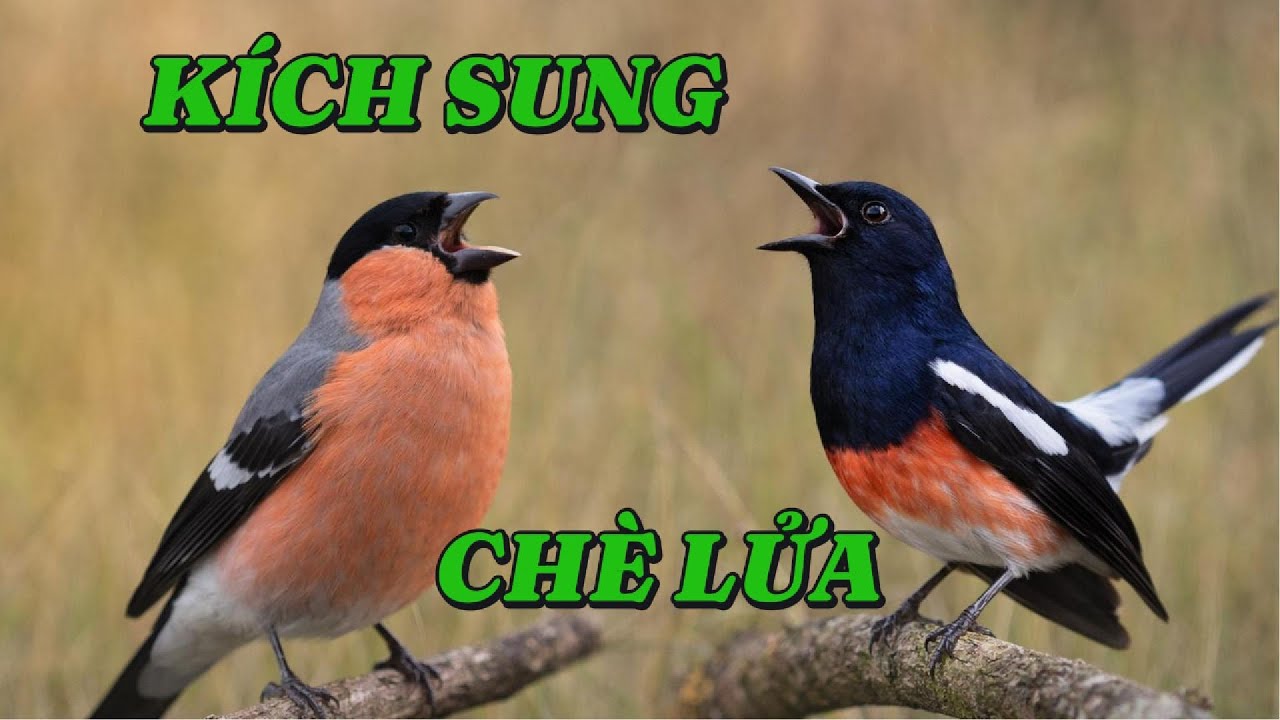 Chim Đang Vào Lửa Cực Sung | Kích Lửa Chè Lửa