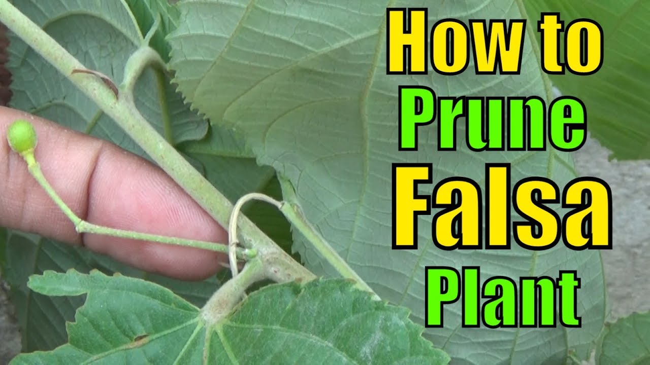 How to Prune Falsa Plant and Best Season for Pruning (Urdu/hindi)