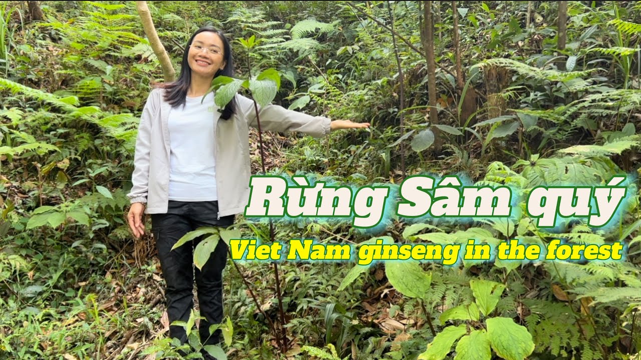 Visit the largest Vietnamese ginseng garden in Lai Chau | Make a dish from 