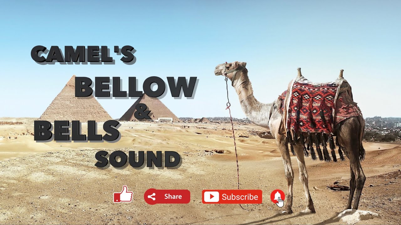 Camel bellow & bell sound | Desert camels | thar desert |
