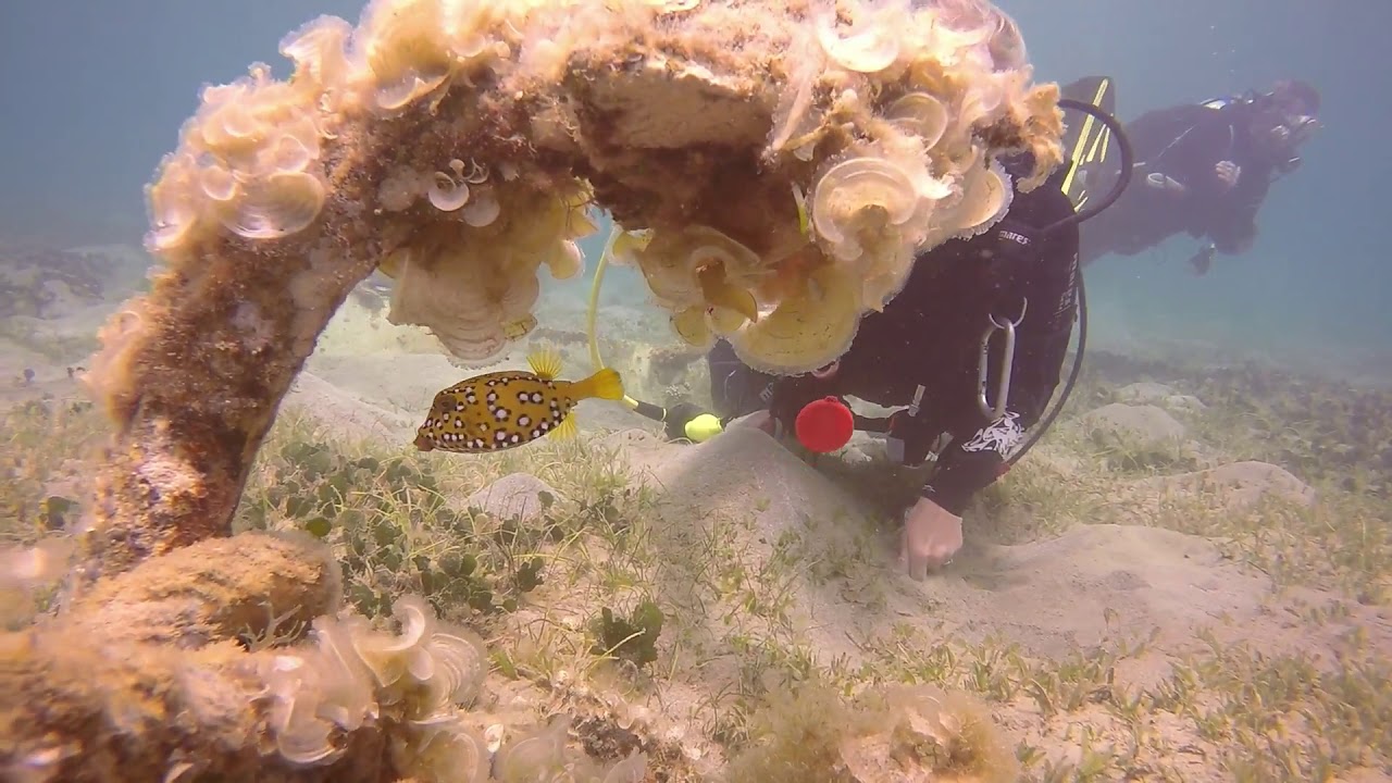 Scuba Diving in El Quseir, Flamenco Beach and Resort, die besten Spots,  diving.DE el Flamenco