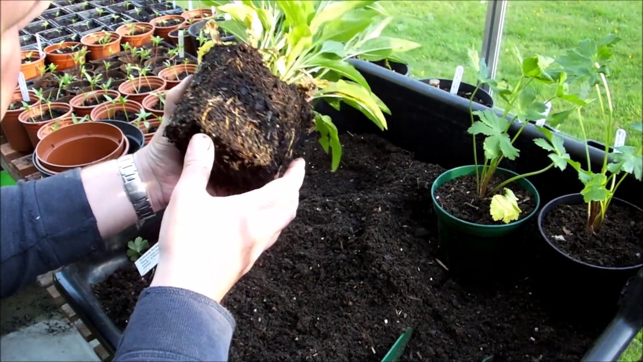 Propagating hardy perennials by division, including astrantia and echinacea