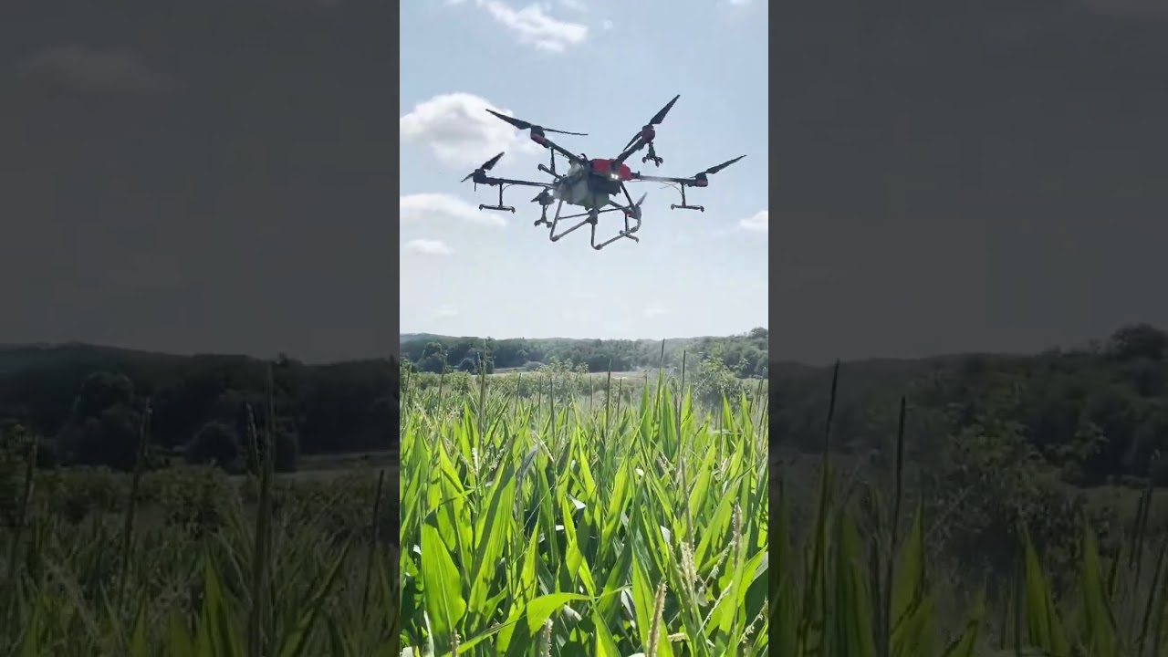 Aplicaciones con dron en cultivos de talla alta