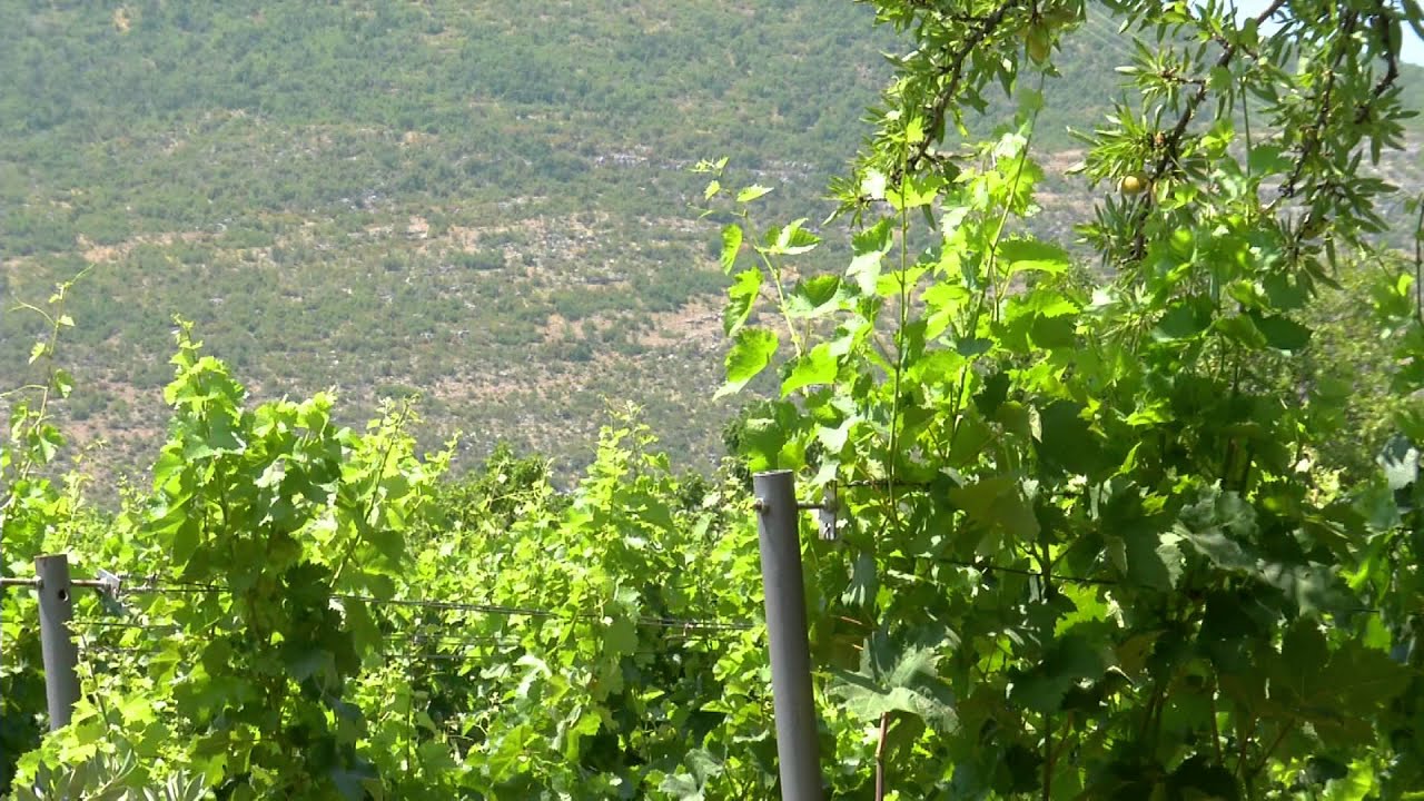Vinski turizam je nova &scaron;ansa za cijelu Hercegovinu