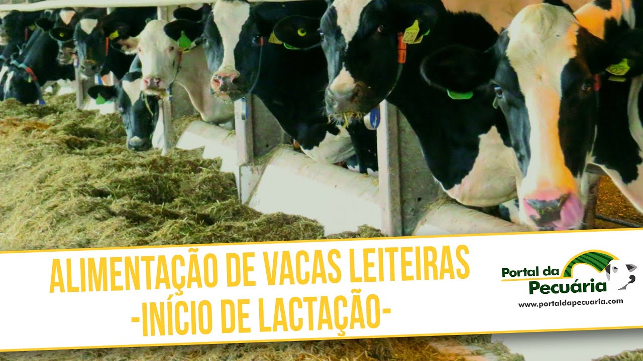 Alimentação de vacas leiteiras - início lactação