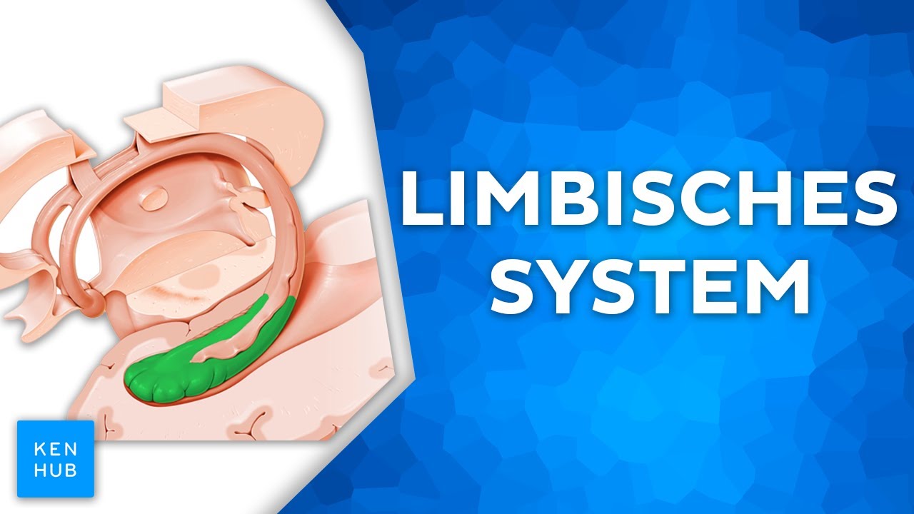 Limbisches System - Aufbau und Funktion einfach erklärt | Kenhub