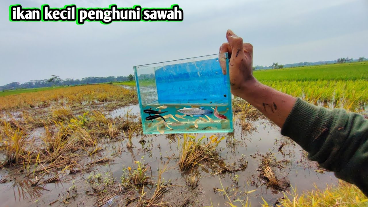 Ikan kecil penghuni sawah cocok untuk akuarium
