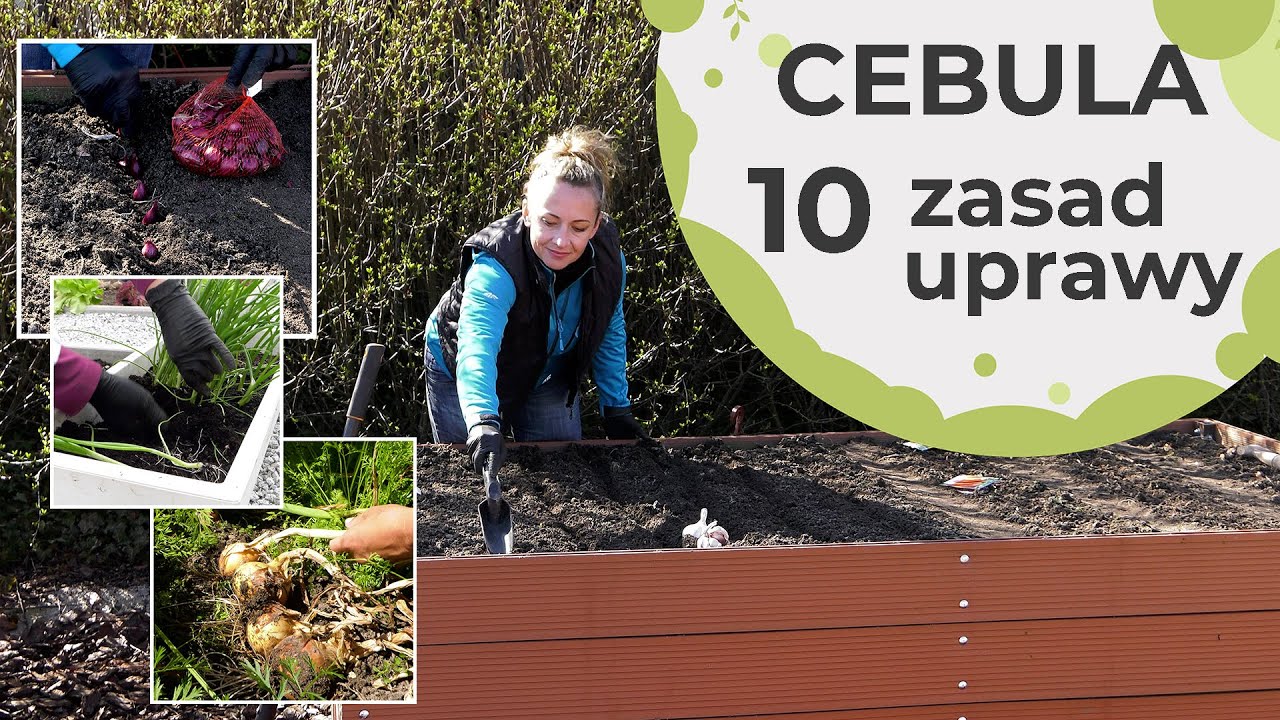 Cebula - najważniejsze zasady uprawy, o których trzeba pamiętać od wysiewu do zbioru.