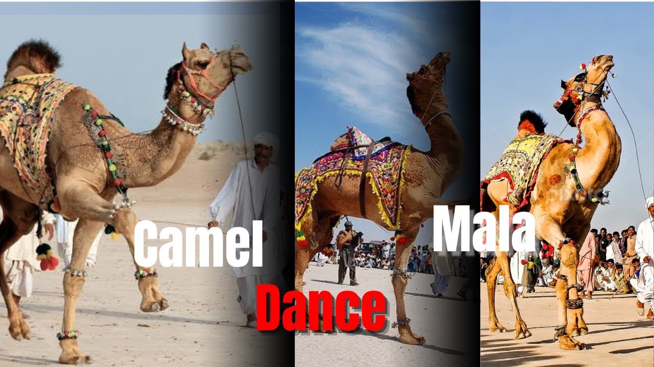 Camel dance mala|#camelride #viralvideo 