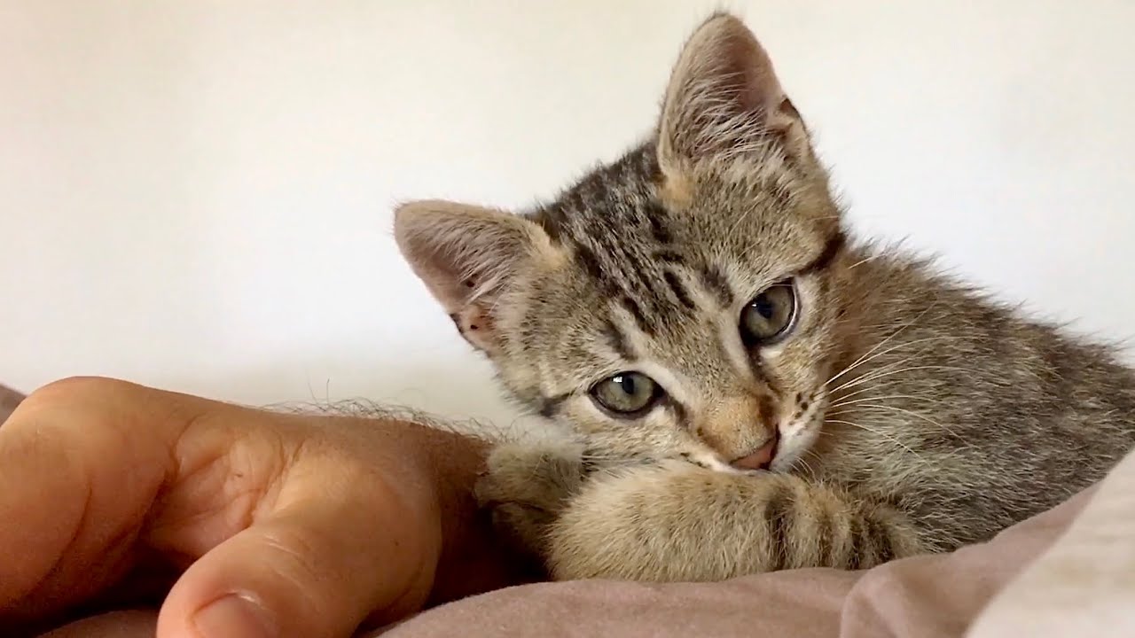 Cute kitten gives love bites and purrs