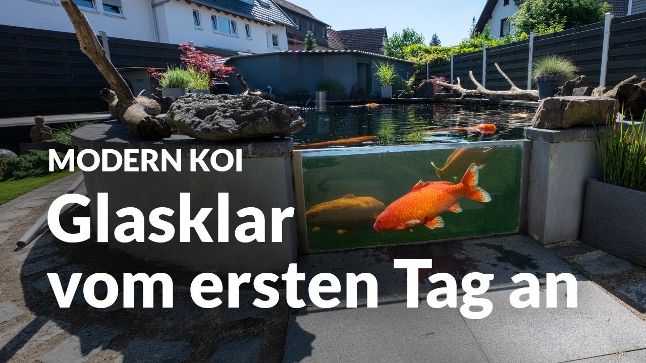 Wieder mal an Alis Teich | Modern Koi Blog #6687