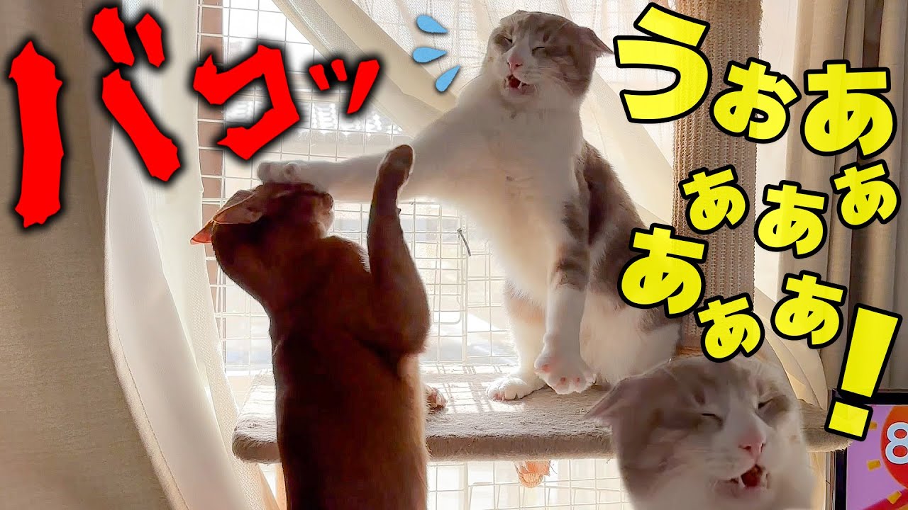 顔はビビってるのに信じられない威力の猫パンチを撃ってしまう猫