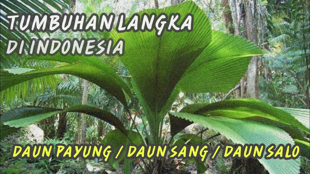 Tumbuhan Langka di Indonesia - Daun Payung / Daun Sang / Daun Salo