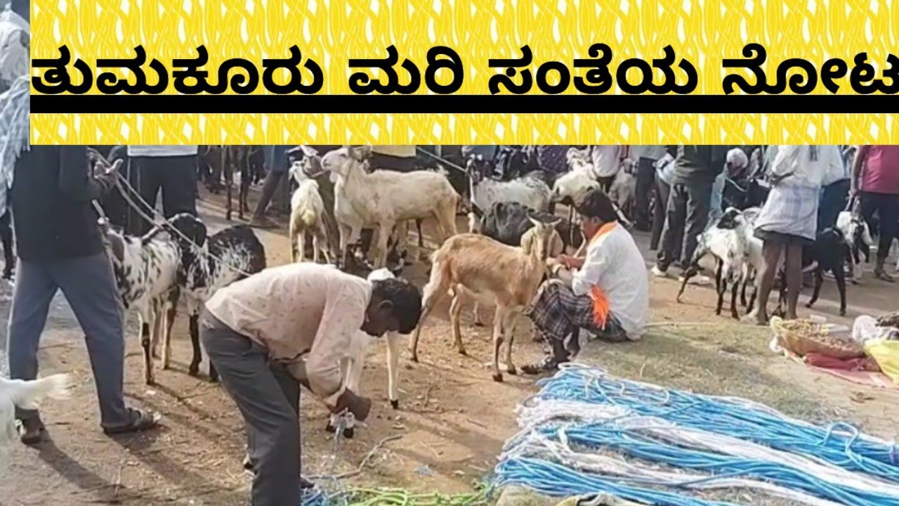 ಪ್ರತಿ tuesday ತುಮಕೂರು ಮರಿ ಸಂತೆ@ agrianimals