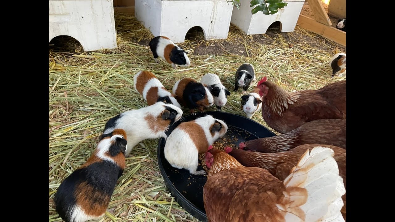 GUINEA PIG HERD & CHICKEN , MAYHEM