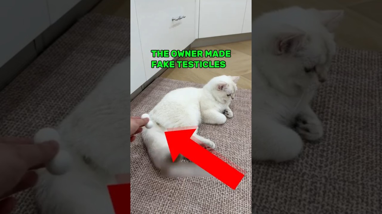 This Owner Made Fake Balls For His Cat😂 