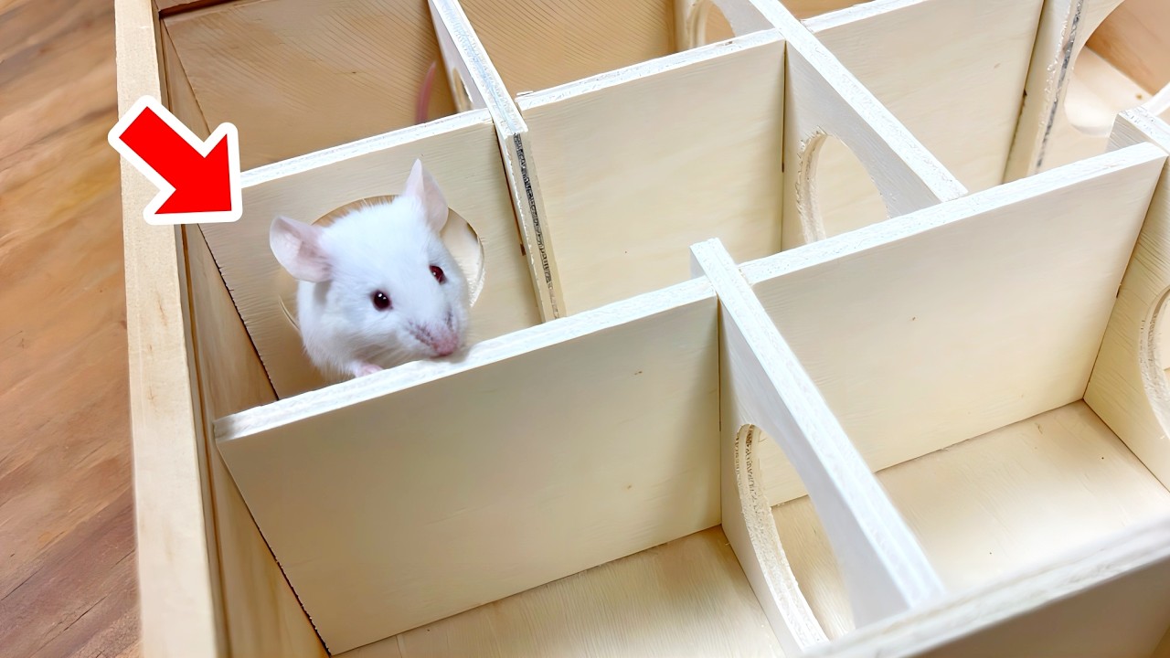 エサ用マウスを迷路に入れると...！！