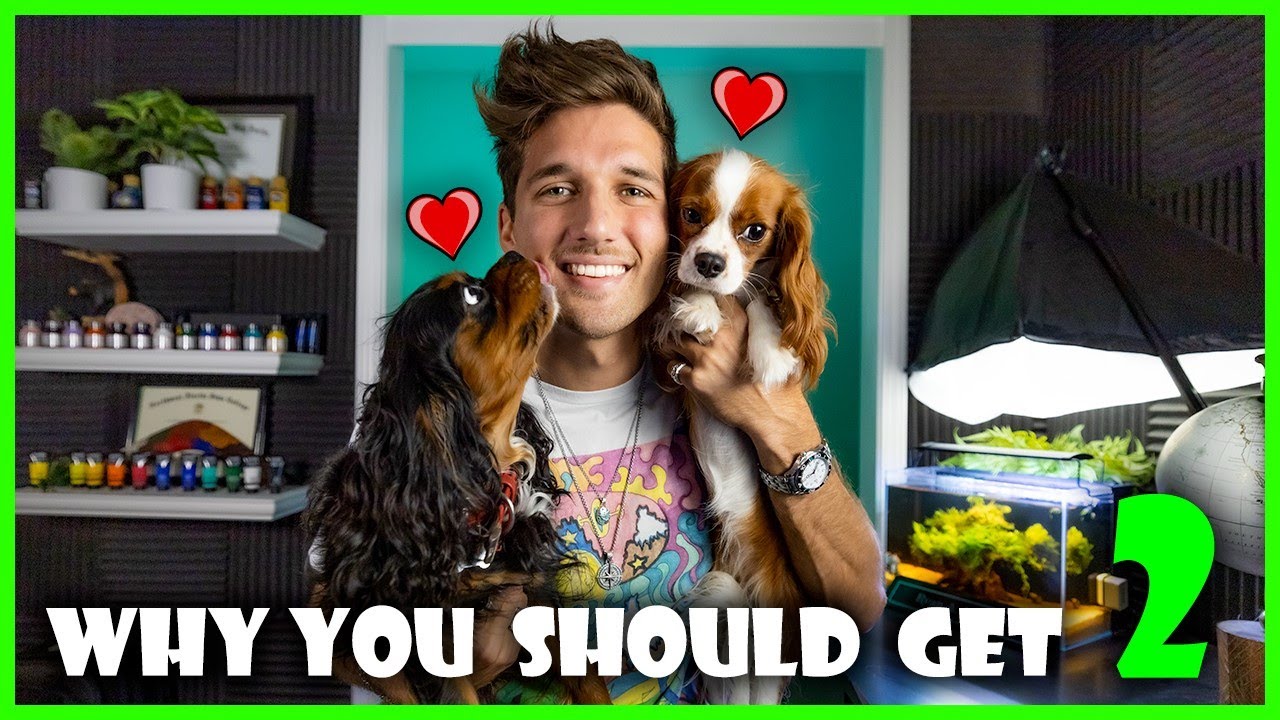 Why You Should Get 2 Dogs
