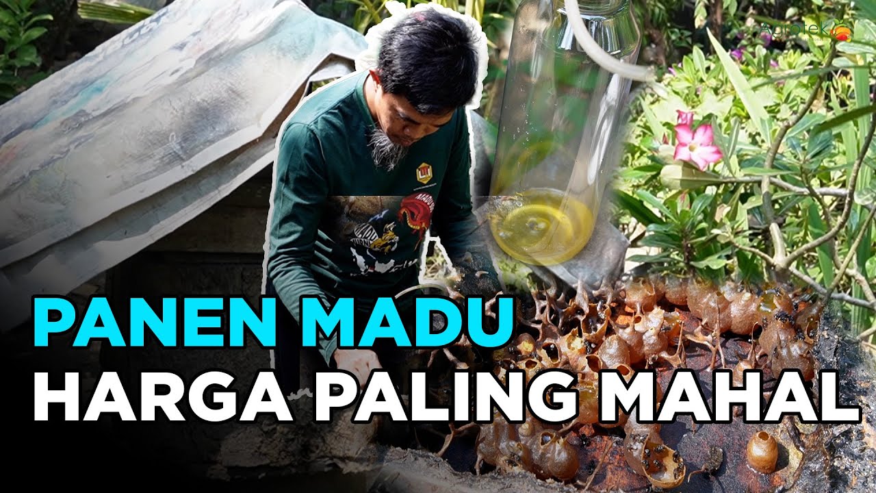PANEN MADU KLANCENG HARGA MAHAL DAN UNTUNG BESAR