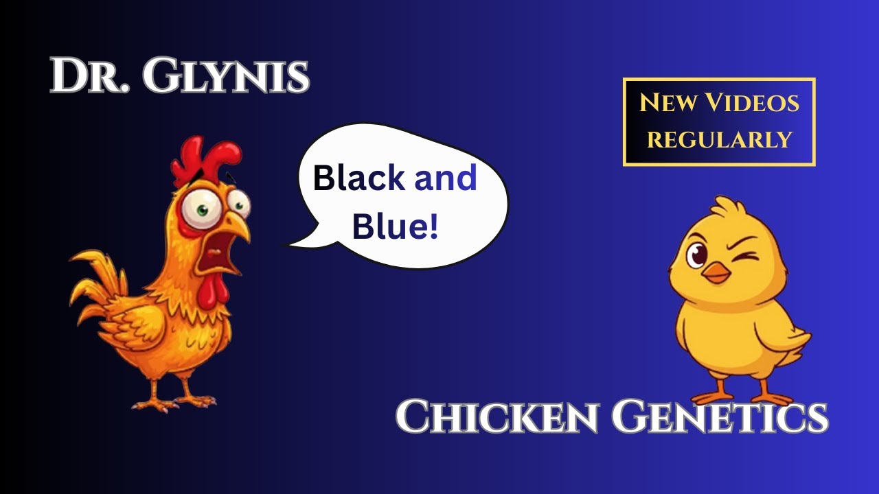 13. Chicken Genetics - Black & Blue!
