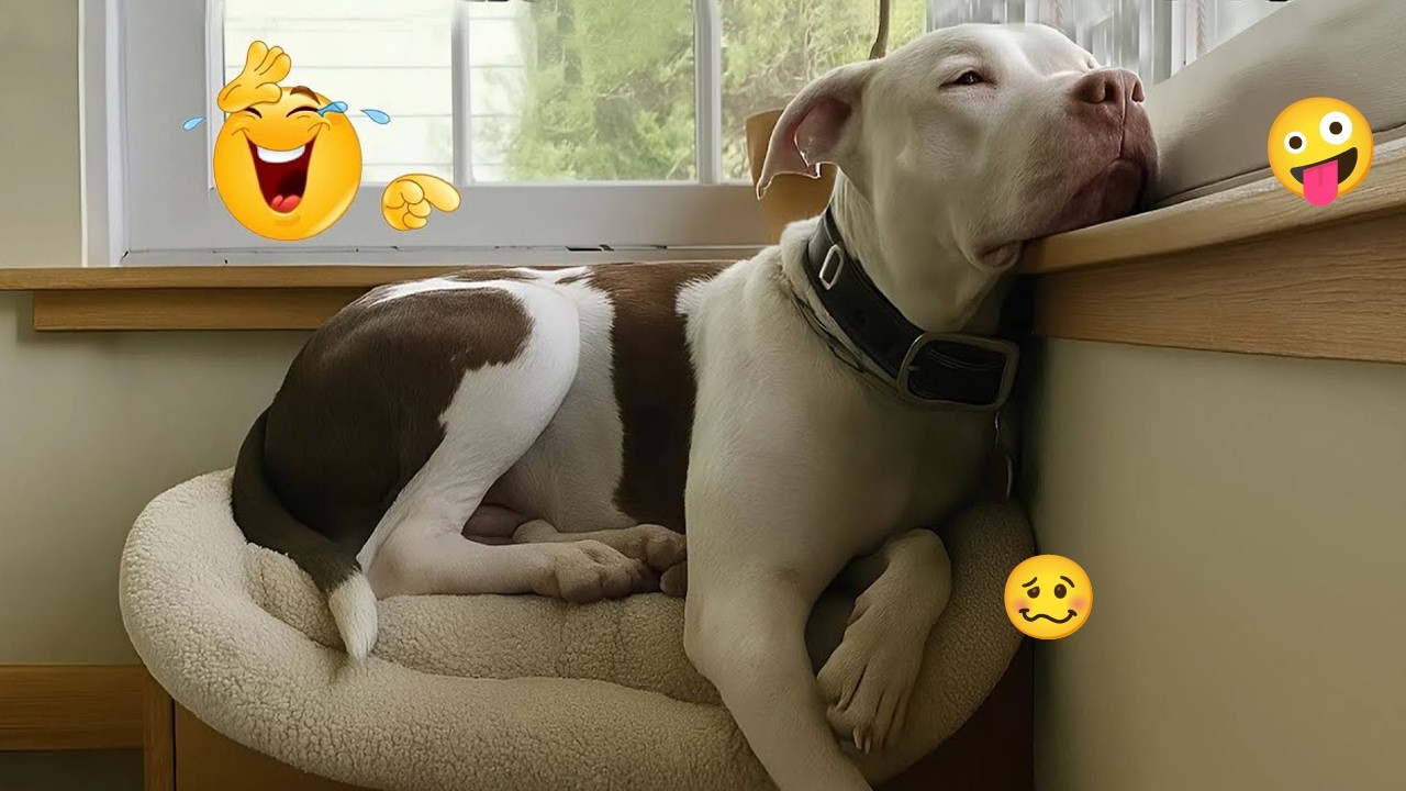 These Dogs Are Out of Control 🥴🐶 Funniest Dog Moments 2026 #55