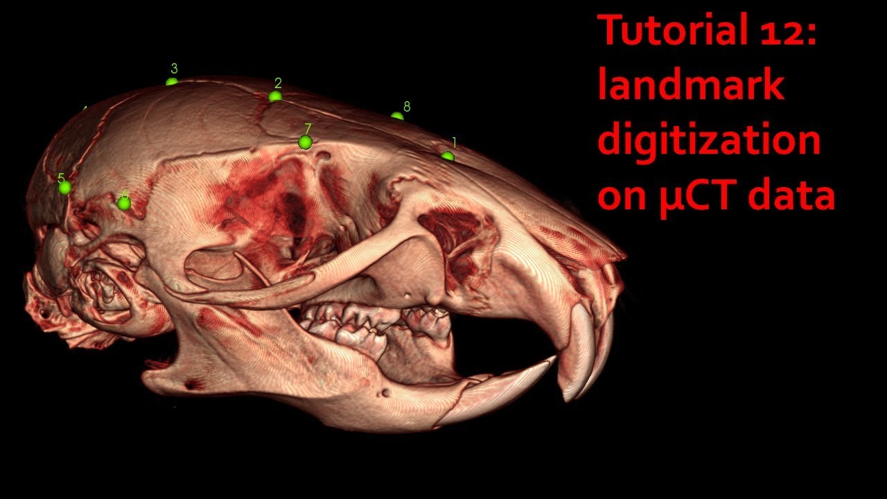 MorphoDig Tutorial 12: landmark digitization on &micro;CT data