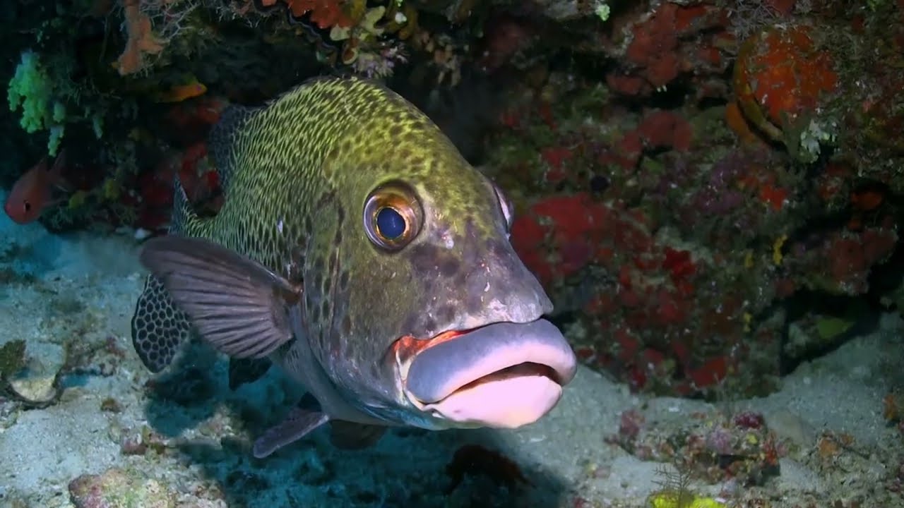 Money for diving