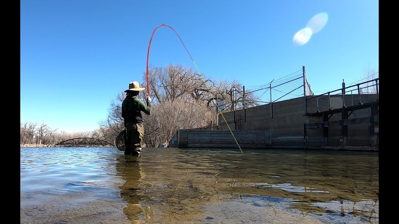 How to catch Rainbow trout. #keiryu #fishing #spillway #river #bait