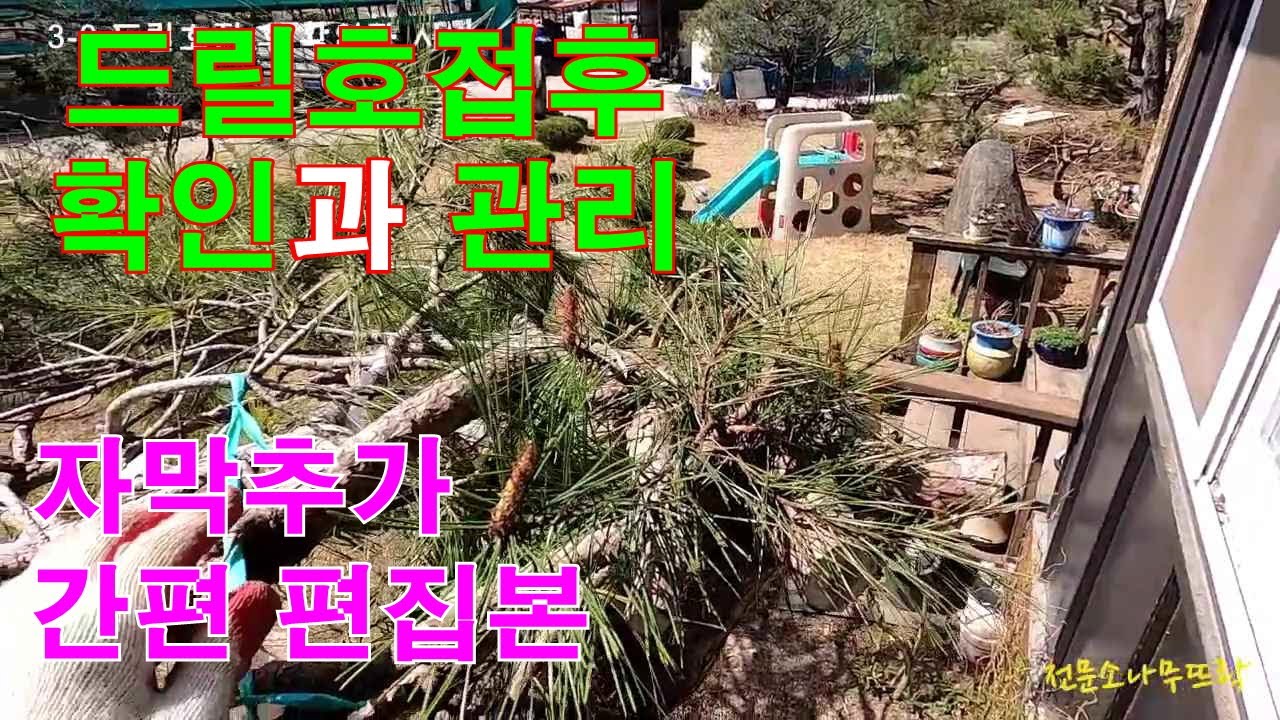 드릴 호접목후 확인과 관리 - 기술보다 중요한것은 사후관리 입니다. #소나무접목 #소나무드릴호접목법 #소나무수형복원 #정원관리 #특수목