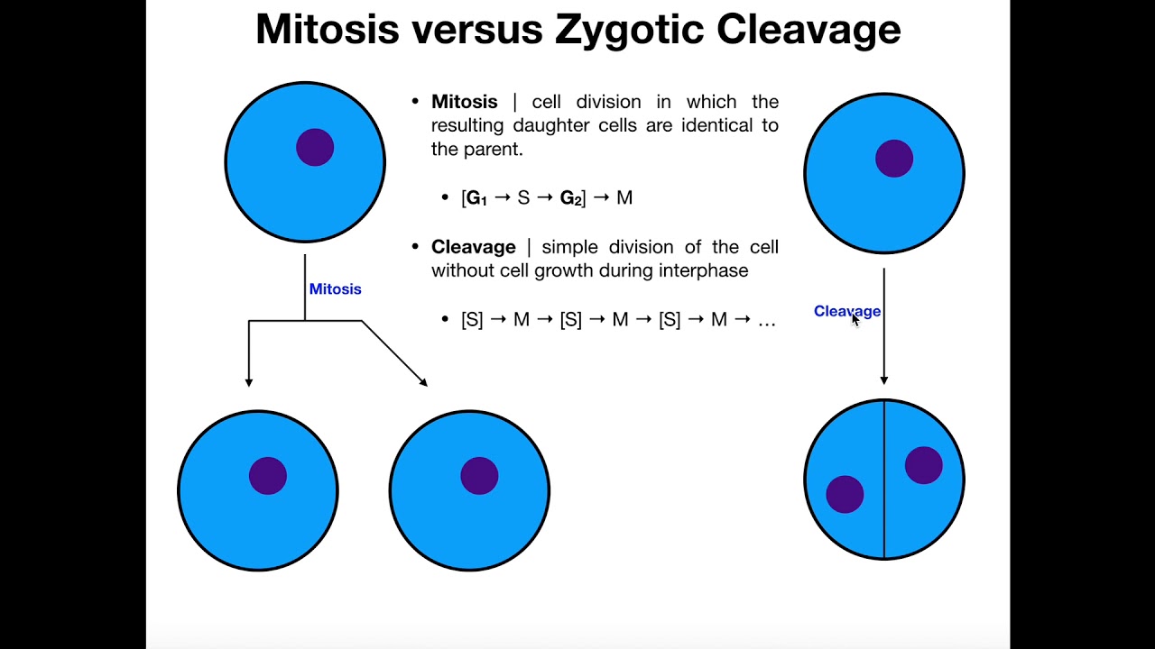 What is Zygotic Cleavage?