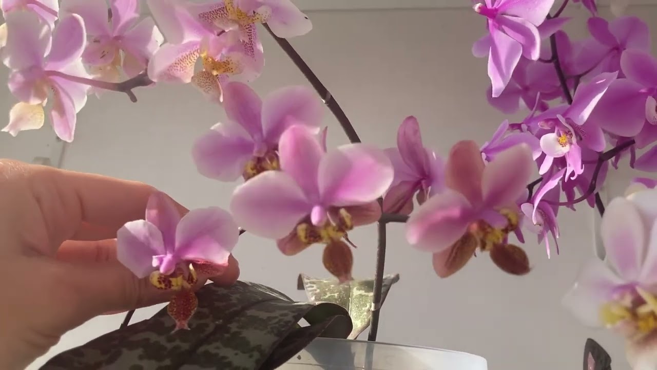 Фаленопсис Шиллеріана (Phal. Schilleriana) та гібриди Шиллеріани