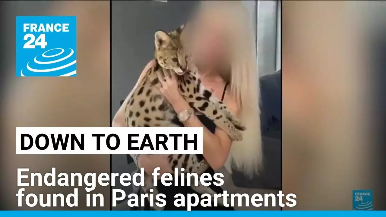 Global wildlife trafficking: Endangered felines found in Paris apartments &bull; FRANCE 24 English
