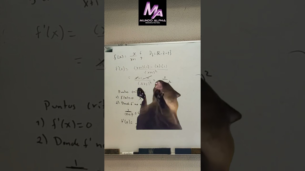 #Noentienden #screamingcat #gato #gatoenojado #viral #catmeme #humor #parati #matematicas