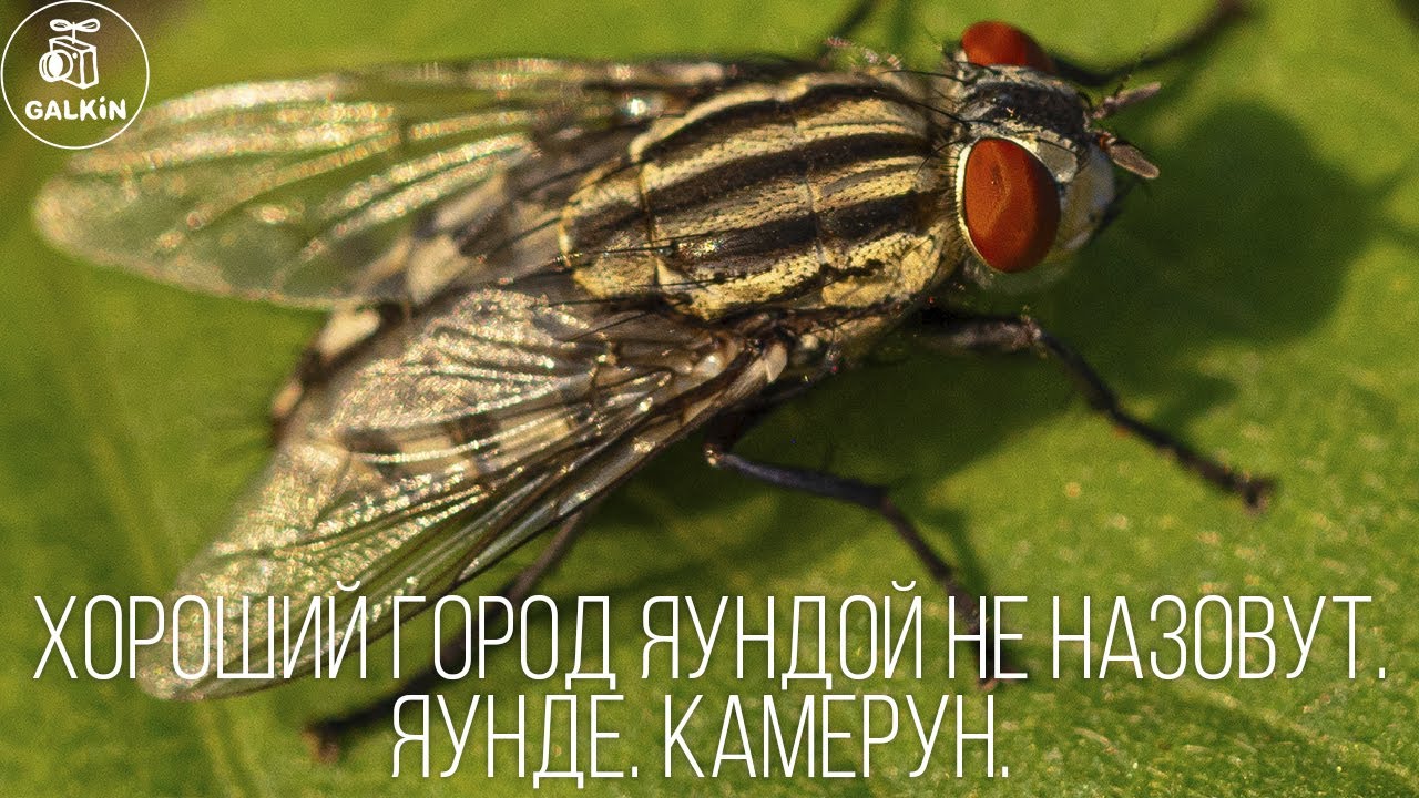 ХОРОШИЙ ГОРОД ЯУНДОЙ НЕ НАЗОВУТ. ЯУНДЕ. КАМЕРУН.
