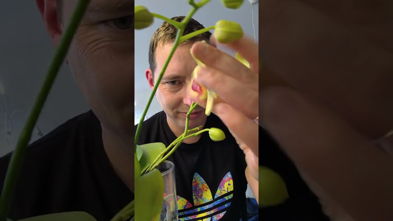 Meine Orchideen Welt  des Jahres 2026