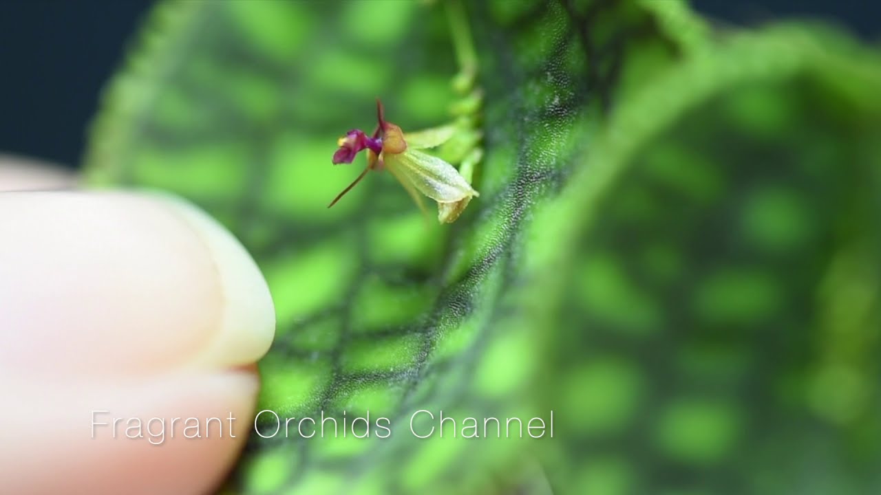 Mini orchids Lepanthes Calodictyon in flower.