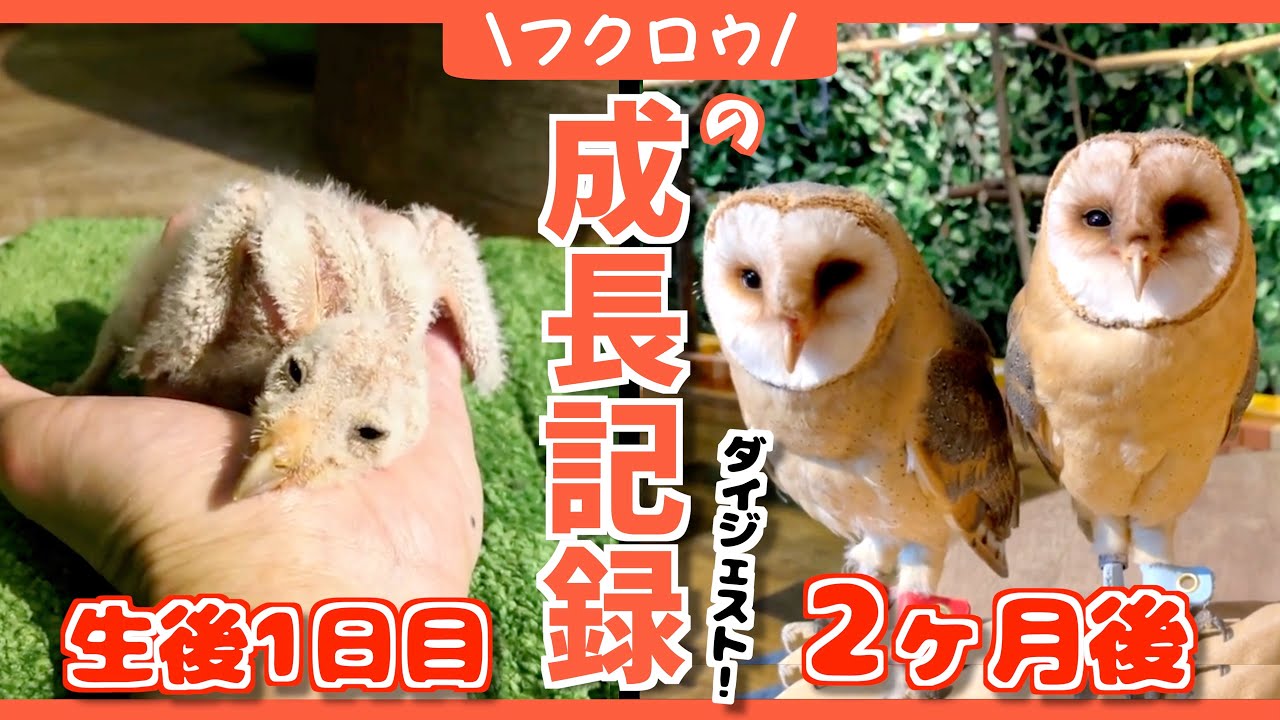 【感動】メンフクロウの赤ちゃんが大人になるまでの2ヶ月間の成長記録〜総まとめ〜