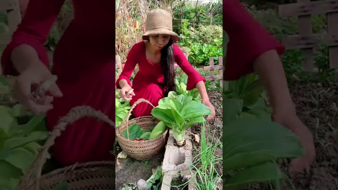 Pick fresh vegetables - Rural life