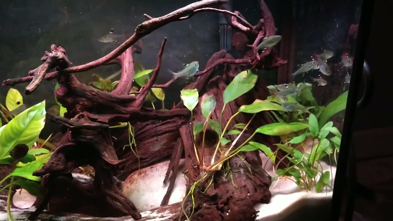 My new Pristella Tetra's in my 15 gallon