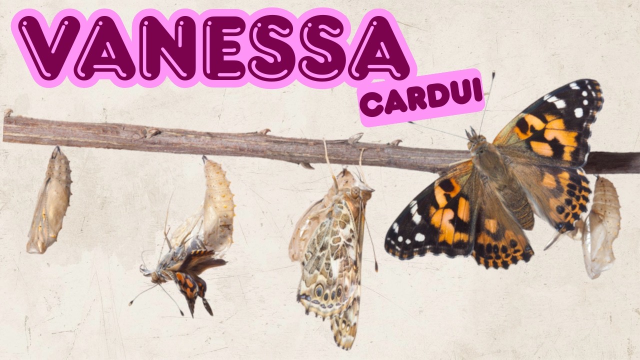 Vanessa Cardui Butterfly Life Cycle. Caterpillar to Butterfly Metamorphosis.  Metamorfosi Timelapse.
