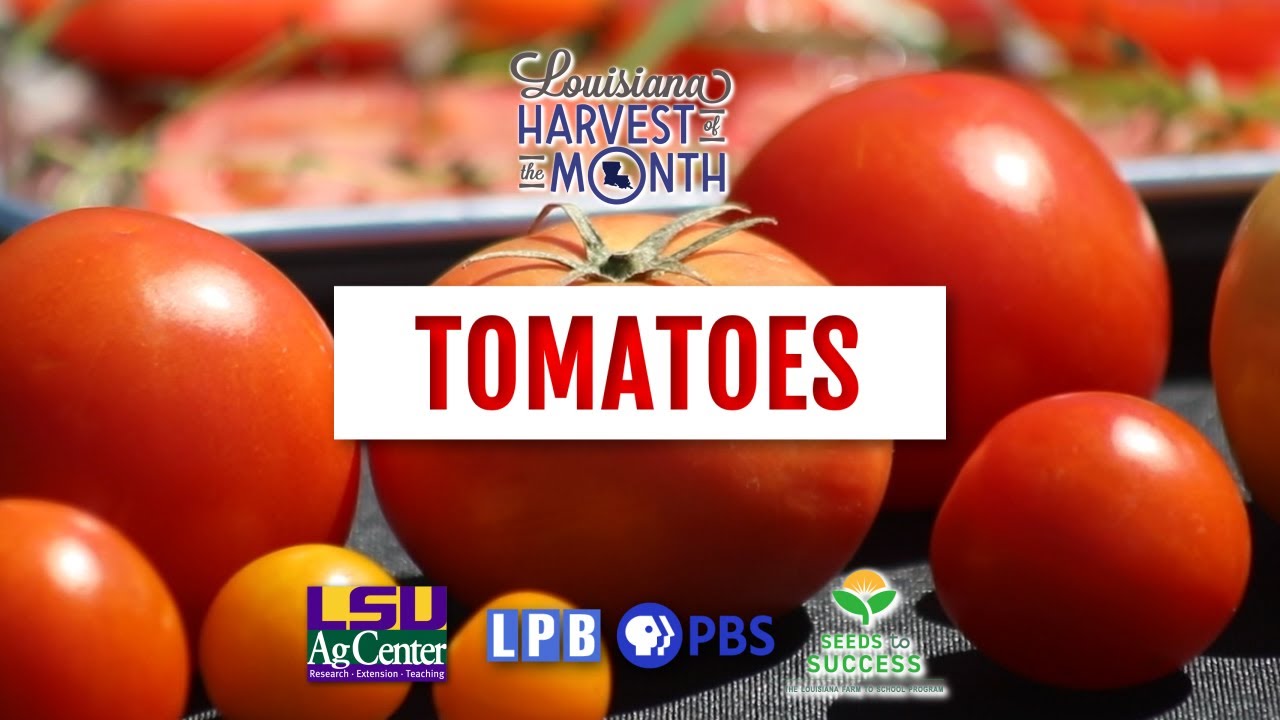 Tomatoes | June | Louisiana Harvest of the Month