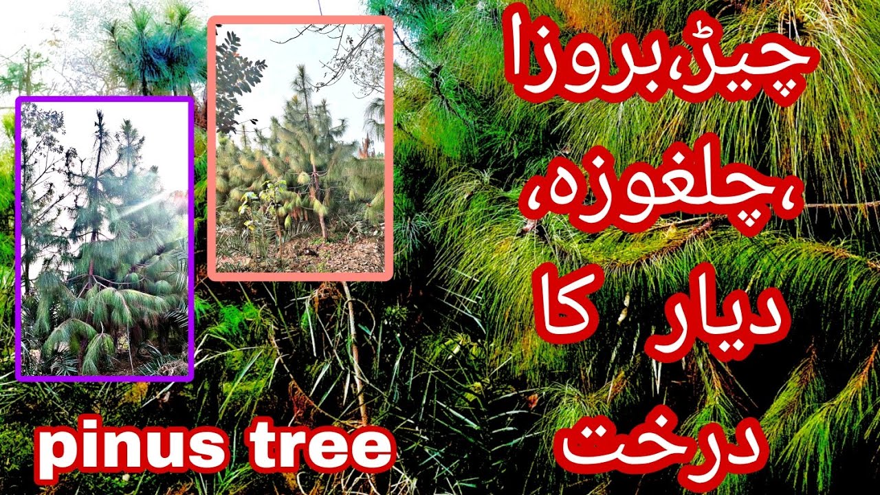 چیڑ ،بروزا،چلغوزہ،دیار کا درخت |pine tree pinus tree